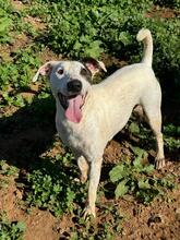 VASQUEZ, Hund, Ratonero Bodeguero Andaluz in Spanien - Bild 5