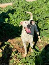 VASQUEZ, Hund, Ratonero Bodeguero Andaluz in Spanien - Bild 6