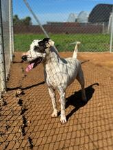 VASQUEZ, Hund, Ratonero Bodeguero Andaluz in Spanien - Bild 7