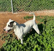 VASQUEZ, Hund, Ratonero Bodeguero Andaluz in Spanien - Bild 9