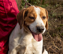 MANOLINO, Hund, Mischlingshund in Hitzacker - Bild 1