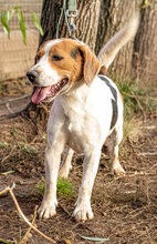 MANOLINO, Hund, Mischlingshund in Hitzacker - Bild 3