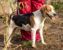 MANOLINO, Hund, Mischlingshund in Hitzacker - Bild 4