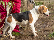 MANOLINO, Hund, Mischlingshund in Hitzacker - Bild 5