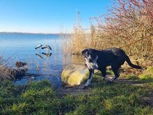 AKIRA, Hund, Mischlingshund in Klein Offenseth-Sparrieshoop - Bild 1