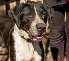 AKIRA, Hund, Mischlingshund in Klein Offenseth-Sparrieshoop - Bild 5