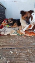 TRIO, Hund, Mischlingshund in Brunsbüttel - Bild 3