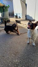 TRIO, Hund, Mischlingshund in Brunsbüttel - Bild 8