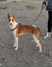 WILLY, Hund, Podenco-Mix in Spanien - Bild 10