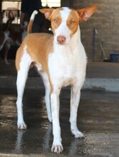 WILLY, Hund, Podenco-Mix in Spanien - Bild 2