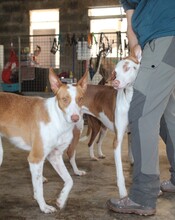 WILLY, Hund, Podenco-Mix in Spanien - Bild 3