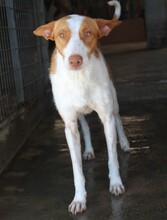 WILLY, Hund, Podenco-Mix in Spanien - Bild 4