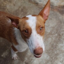 WILLY, Hund, Podenco-Mix in Spanien - Bild 5