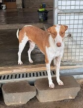 WILLY, Hund, Podenco-Mix in Spanien - Bild 6