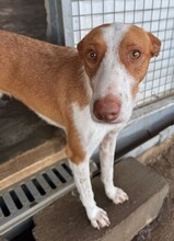 WILLY, Hund, Podenco-Mix in Spanien - Bild 7