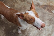 WILLY, Hund, Podenco-Mix in Spanien - Bild 8