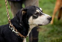 LALA, Hund, Mischlingshund in Ungarn - Bild 2