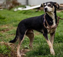 LALA, Hund, Mischlingshund in Ungarn - Bild 3