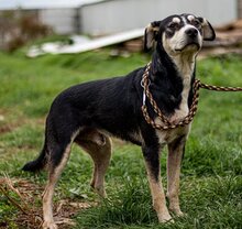 LALA, Hund, Mischlingshund in Ungarn - Bild 4