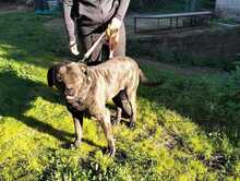 DAIANA, Hund, Cane Corso-Mix in Italien - Bild 1