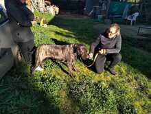 DAIANA, Hund, Cane Corso-Mix in Italien - Bild 2