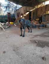 DAIANA, Hund, Cane Corso-Mix in Italien - Bild 3