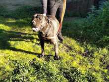 DAIANA, Hund, Cane Corso-Mix in Italien - Bild 4