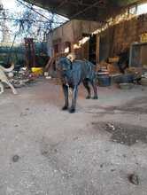 DAIANA, Hund, Cane Corso-Mix in Italien - Bild 5