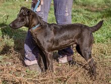 BUKSI, Hund, Mischlingshund in Ungarn - Bild 1