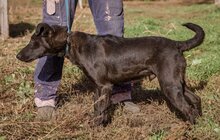 BUKSI, Hund, Mischlingshund in Ungarn - Bild 2