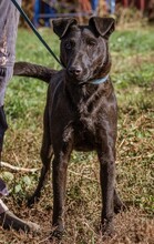 BUKSI, Hund, Mischlingshund in Ungarn - Bild 3