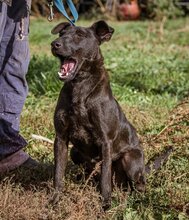 BUKSI, Hund, Mischlingshund in Ungarn - Bild 4