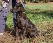 BUKSI, Hund, Mischlingshund in Ungarn - Bild 5