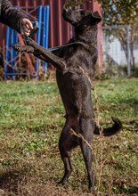 BUKSI, Hund, Mischlingshund in Ungarn - Bild 6