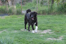 JUHANI, Hund, Mischlingshund in Rumänien - Bild 10