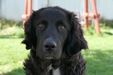 JUHANI, Hund, Mischlingshund in Rumänien - Bild 8