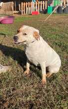 DORA, Hund, Australian Cattle Dog-Mix in Italien - Bild 1