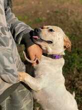 DORA, Hund, Australian Cattle Dog-Mix in Italien - Bild 2