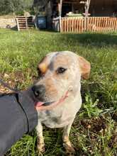 DORA, Hund, Australian Cattle Dog-Mix in Italien - Bild 3