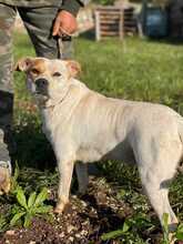 DORA, Hund, Australian Cattle Dog-Mix in Italien - Bild 4