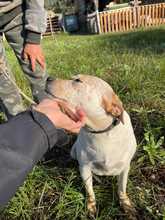 DORA, Hund, Australian Cattle Dog-Mix in Italien - Bild 5