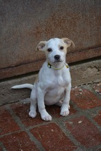 SNOWFLAKE, Hund, Mischlingshund in Bulgarien - Bild 3