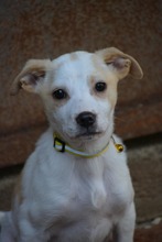 SNOWFLAKE, Hund, Mischlingshund in Bulgarien - Bild 4