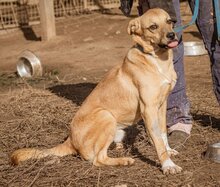 ARNI, Hund, Mischlingshund in Ungarn - Bild 1