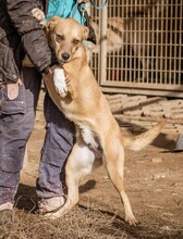 ARNI, Hund, Mischlingshund in Ungarn - Bild 2