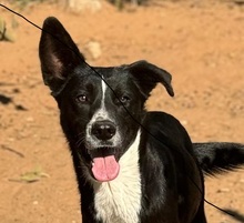 YACKO, Hund, Mischlingshund in Spanien - Bild 1