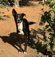 YACKO, Hund, Mischlingshund in Spanien - Bild 6