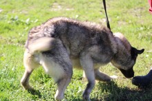 LOTTIE, Hund, Mischlingshund in Rumänien - Bild 3