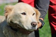 GOLDIE, Hund, Golden Retriever-Mix in Rumänien - Bild 1