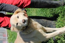 GOLDIE, Hund, Golden Retriever-Mix in Rumänien - Bild 2